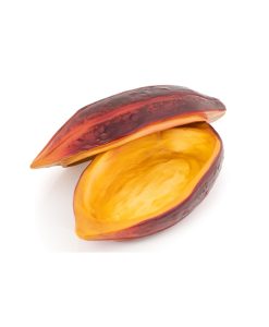 Cocoa Bean