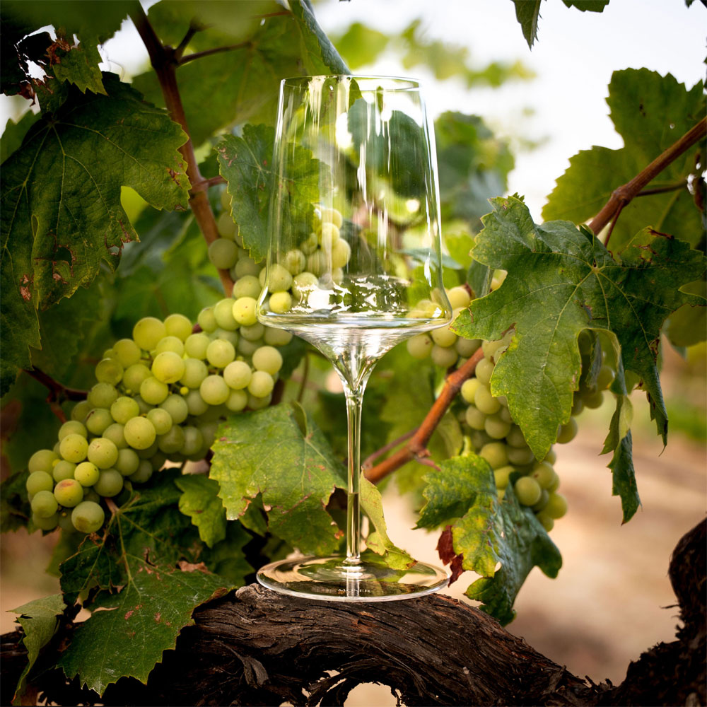 Moner Stemglass 600 - Image 3